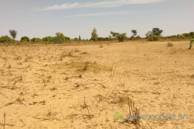 terrain-de-9-942-m2-vers-sandiara-big-2