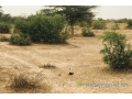 terrain-de-925-hectares-vers-keur-samba-kane-small-2