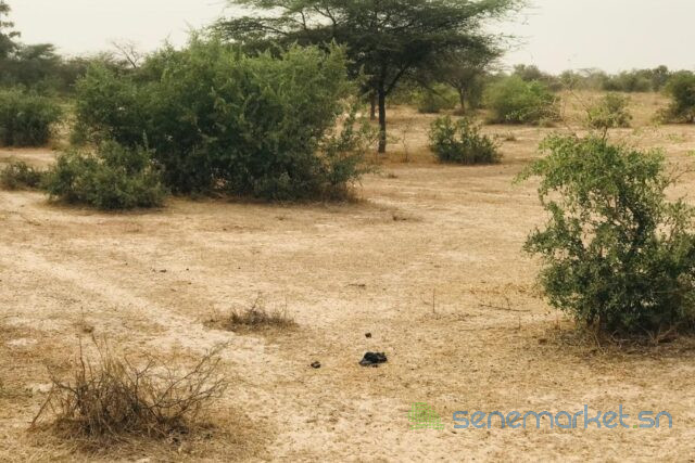 terrain-de-925-hectares-vers-keur-samba-kane-big-2
