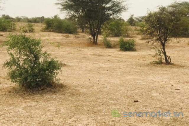 terrain-de-925-hectares-vers-keur-samba-kane-big-0