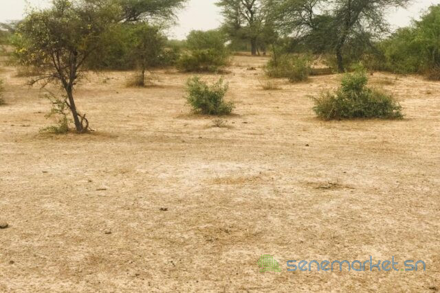 terrain-de-925-hectares-vers-keur-samba-kane-big-1