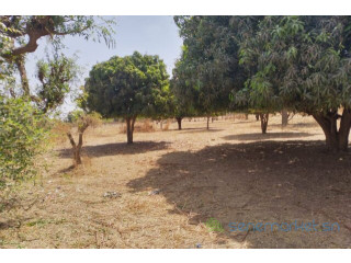 Verger Agricole de 1,07 hectare vers Sandiara