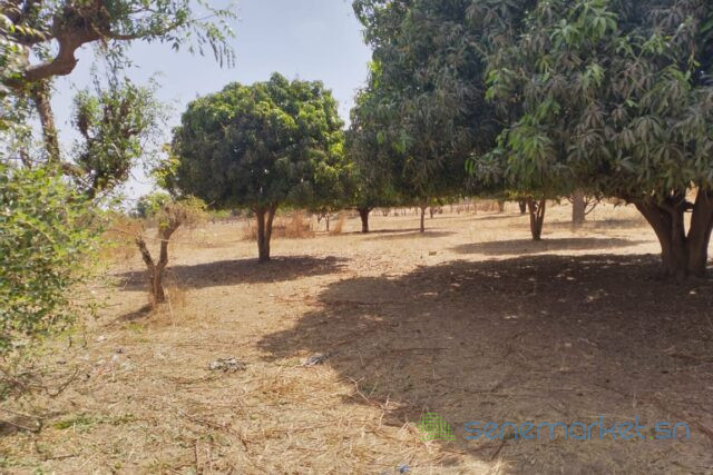 verger-agricole-de-107-hectare-vers-sandiara-big-0