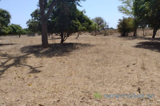 verger-agricole-de-107-hectare-vers-sandiara-big-2