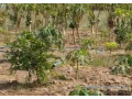 verger-agricole-de-112-hectare-a-tassette-small-2