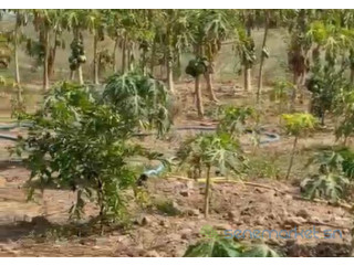 Verger Agricole de 1,12 hectare à Tassette