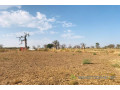 verger-agricole-de-209-hectares-vers-nguekhokh-small-2
