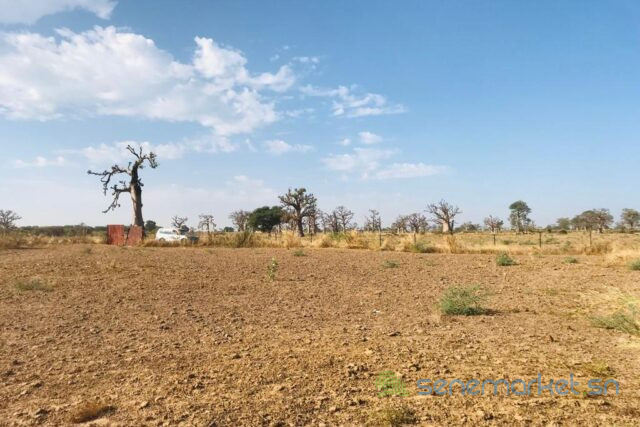 verger-agricole-de-209-hectares-vers-nguekhokh-big-2