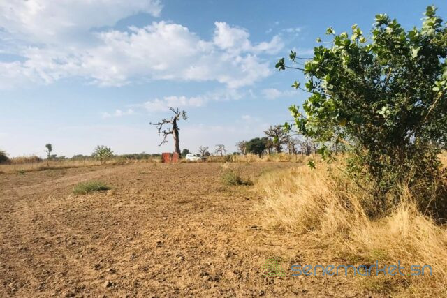 verger-agricole-de-209-hectares-vers-nguekhokh-big-0