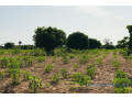 verger-agricole-de-4981-m2-vers-pire-small-2