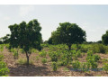 verger-agricole-de-4981-m2-vers-pire-small-1