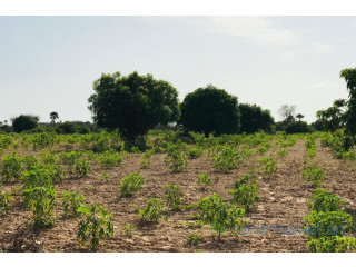 Verger Agricole de 4981 m² vers Pire