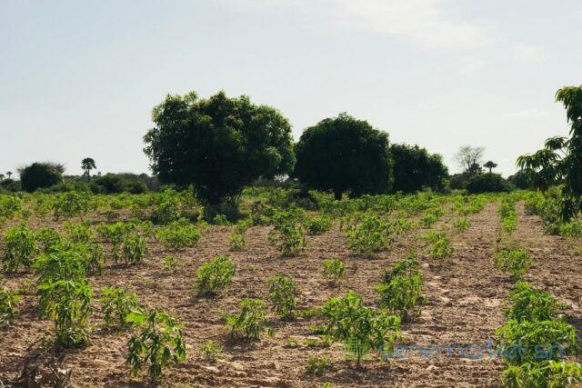 verger-agricole-de-4981-m2-vers-pire-big-0
