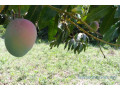 verger-de-1-hectare-vers-diembering-small-1