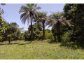 verger-de-1-hectare-vers-diembering-small-2