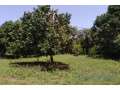 verger-de-1-hectare-vers-diembering-small-0