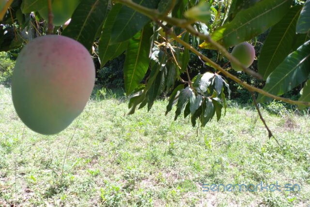 verger-de-1-hectare-vers-diembering-big-1