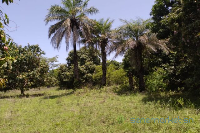 verger-de-1-hectare-vers-diembering-big-2