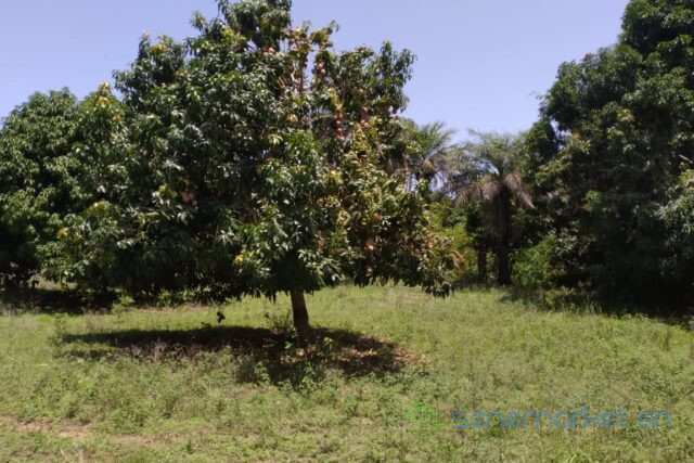 verger-de-1-hectare-vers-diembering-big-0