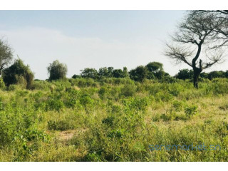Verger de 1 hectare vers Pire