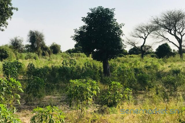 verger-de-1-hectare-vers-pire-big-2