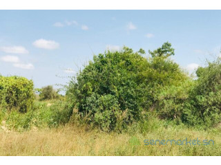 Verger de 1,57 hectare vers Pire