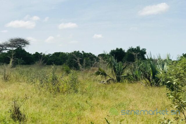 verger-de-157-hectare-vers-pire-big-2