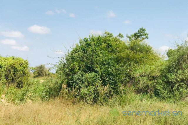 verger-de-157-hectare-vers-pire-big-0