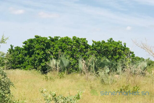 verger-de-157-hectare-vers-pire-big-1
