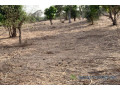 verger-de-166-hectare-vers-tassette-small-2