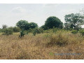 verger-de-191-hectare-vers-pire-small-0