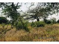 verger-de-191-hectare-vers-pire-small-1