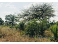 verger-de-191-hectare-vers-pire-small-2