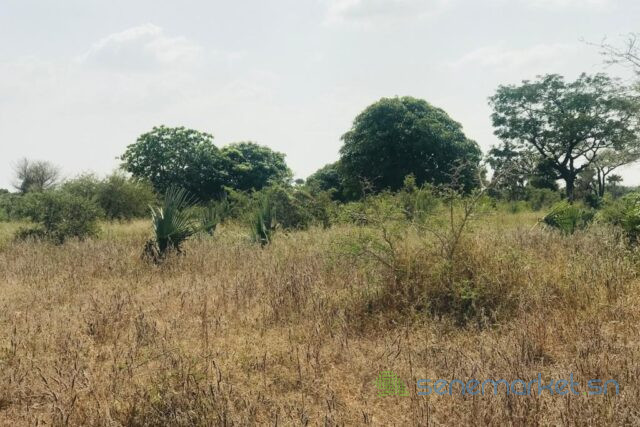 verger-de-191-hectare-vers-pire-big-0