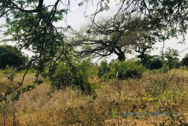 verger-de-191-hectare-vers-pire-big-1