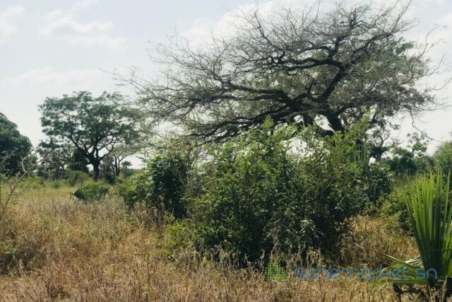 verger-de-191-hectare-vers-pire-big-2