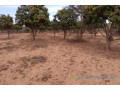 verger-de-2733-m2-vers-notto-gouye-diama-small-0