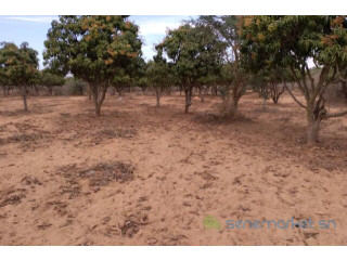 Verger de 2733 m² vers Notto Gouye Diama
