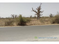 verger-de-318-hectares-vers-keur-moussa-small-2