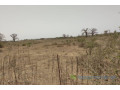 verger-de-318-hectares-vers-keur-moussa-small-1