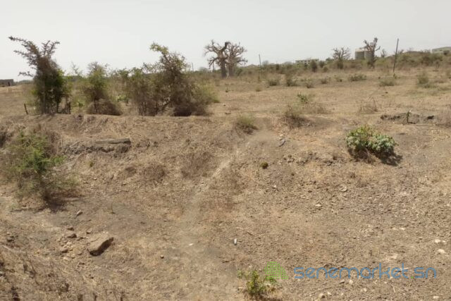 verger-de-318-hectares-vers-keur-moussa-big-0