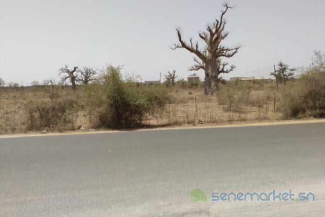 verger-de-318-hectares-vers-keur-moussa-big-2