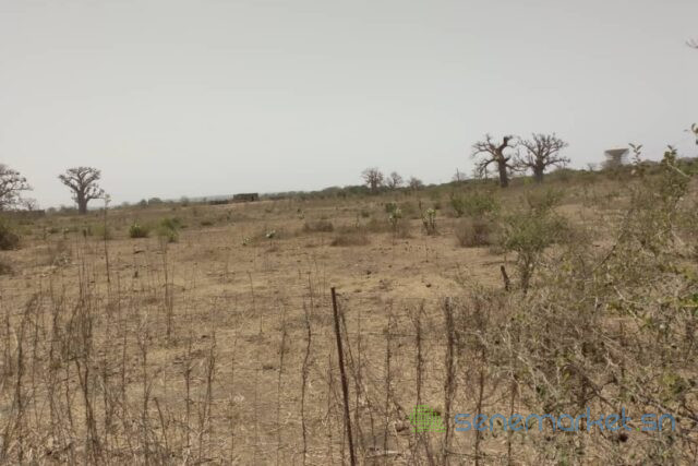 verger-de-318-hectares-vers-keur-moussa-big-1