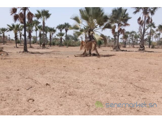 Verger de 3,31 hectares vers Fandène