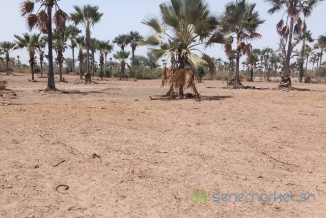 verger-de-331-hectares-vers-fandene-big-0