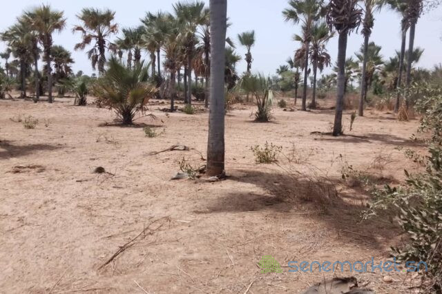 verger-de-331-hectares-vers-fandene-big-2