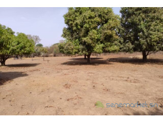Verger de 3160 m² vers Tataguine