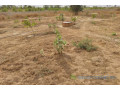 verger-de-8092-m2-vers-darou-khoudoss-small-0