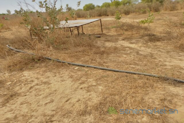 verger-de-8092-m2-vers-darou-khoudoss-big-2