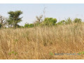 verger-de-9638-m2-vers-cherif-lo-small-2